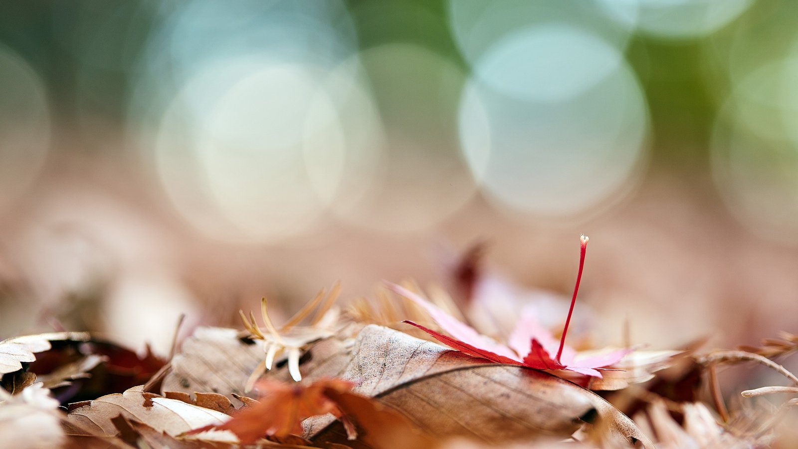Обои природа, листья, макро, осень, боке, осенние листья, mirai.takahashi, nature, leaves, macro, autumn, bokeh, autumn leaves разрешение 3840x2400 Загрузить