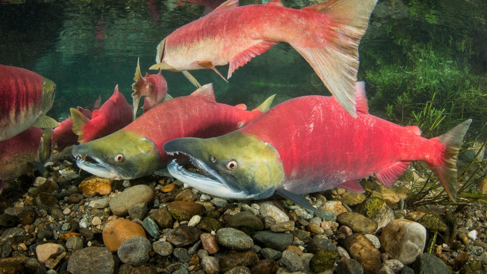 Обои рыбы, подводный мир, лосось, нерка, oncorhynchus nerka, fish, underwater world, salmon, sockeye разрешение 3000x2002 Загрузить