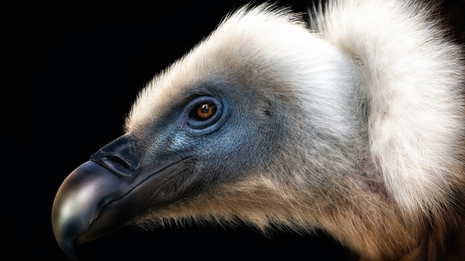 Обои птица, клюв, черный фон, перья, стервятник, bird, beak, black background, feathers, vulture разрешение 2500x1737 Загрузить