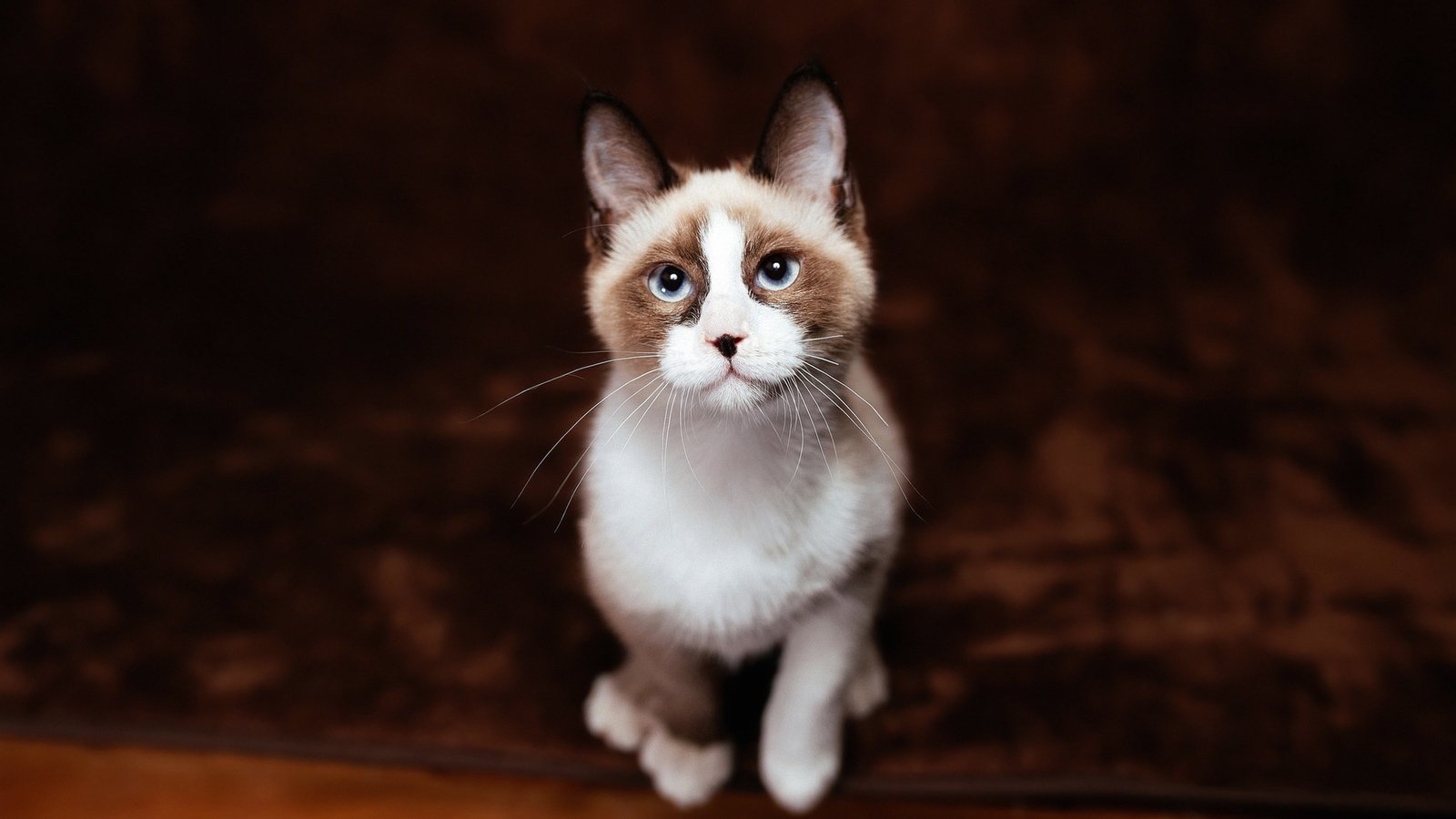 Обои фон, рэгдолл, кот, кошка, взгляд, котенок, сидит, мордашка, голубые глаза, ковер, carpet, background, ragdoll, cat, look, kitty, sitting, face, blue eyes разрешение 2048x1152 Загрузить