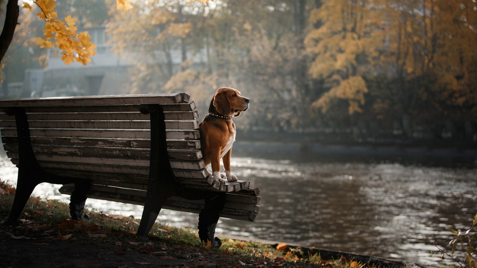 Обои деревья, листья, парк, осень, собака, скамейка, бигль, trees, leaves, park, autumn, dog, bench, beagle разрешение 1920x1200 Загрузить