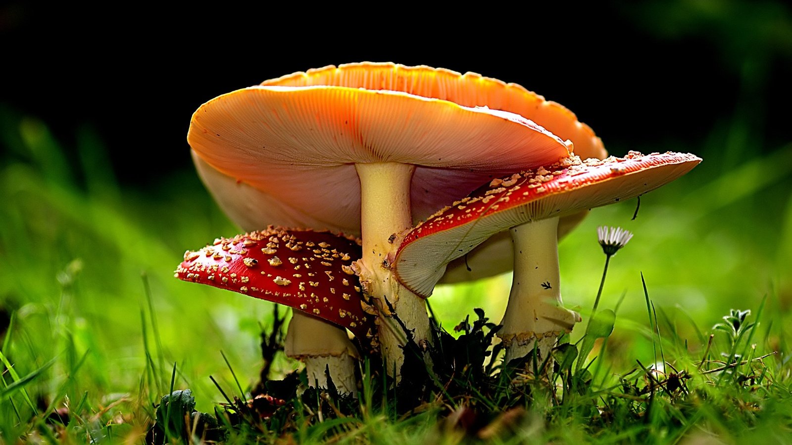 Обои природа, макро, грибы, боке, мухоморы, nature, macro, mushrooms, bokeh, amanita разрешение 2400x1439 Загрузить