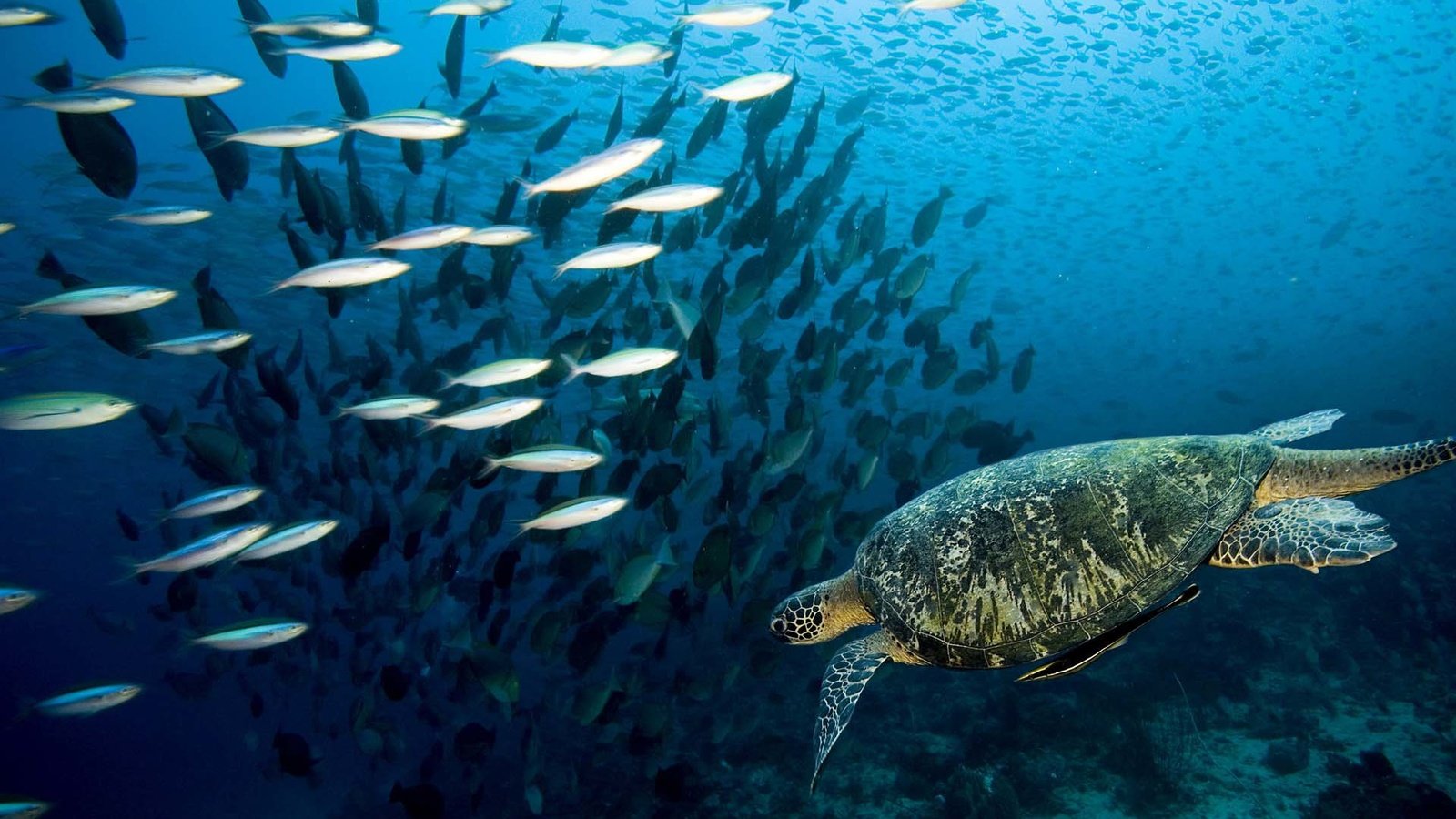 Обои черепаха, рыбы, подводный мир, коралловый риф, turtle, fish, underwater world, coral reef разрешение 1920x1200 Загрузить