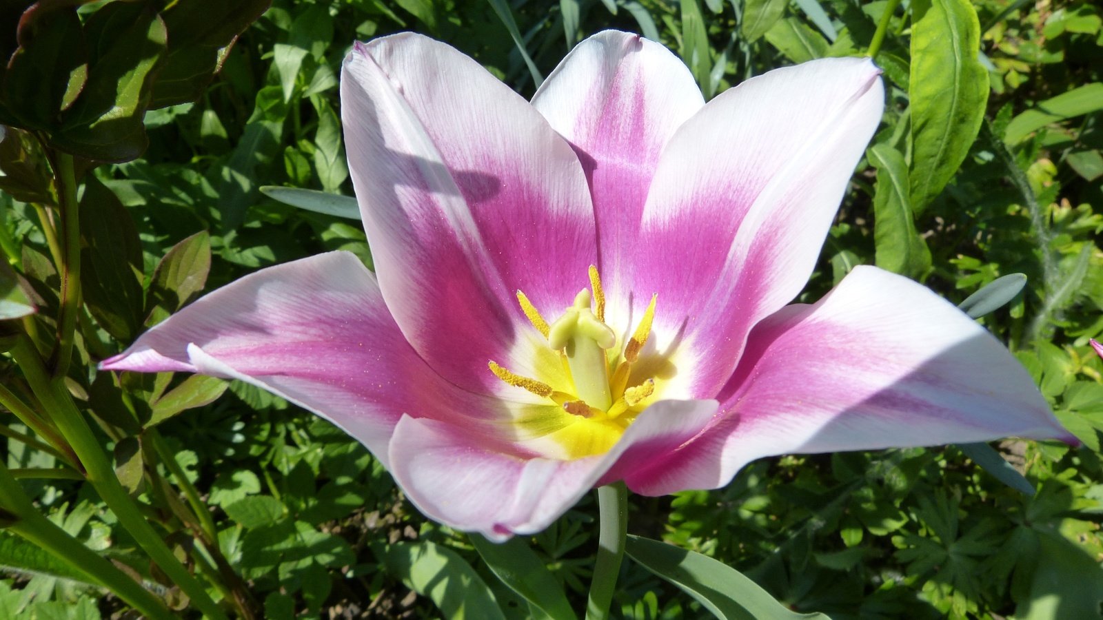 Обои цветок, весна, тюльпан, flower, spring, tulip разрешение 4000x3000 Загрузить