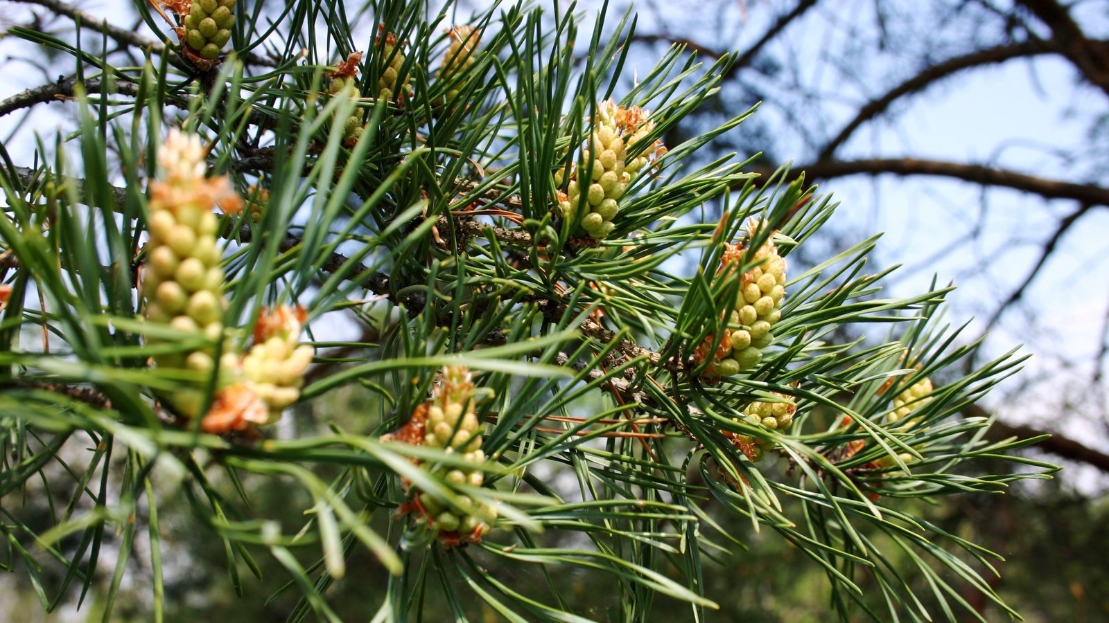 Обои природа, дерево, хвоя, ветки, шишки, сосна, nature, tree, needles, branches, bumps, pine разрешение 3072x2048 Загрузить