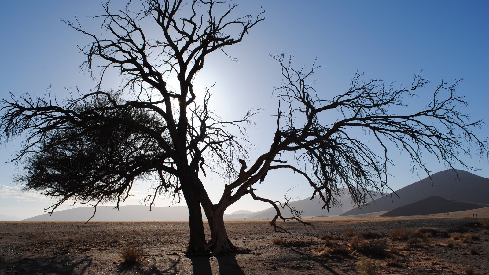 Обои небо, намибия, холмы, природа, дерево, пейзаж, пустыня, африка, дюны, the sky, namibia, hills, nature, tree, landscape, desert, africa, dunes разрешение 3658x2449 Загрузить