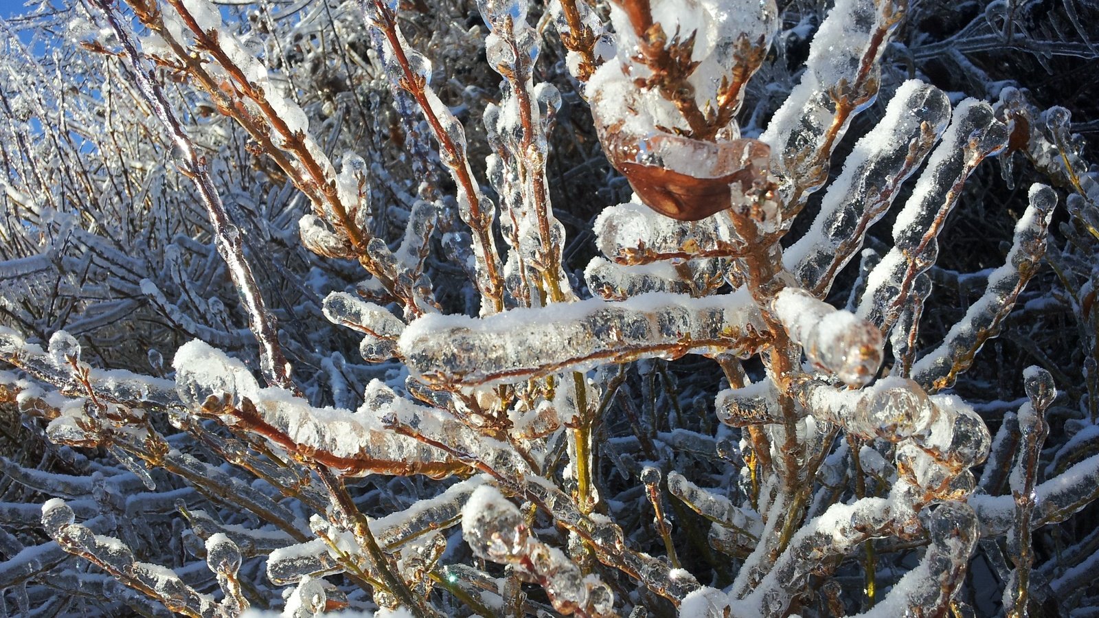 Обои снег, природа, дерево, зима, ветки, мороз, лёд, холодно, snow, nature, tree, winter, branches, frost, ice, cold разрешение 3264x2448 Загрузить