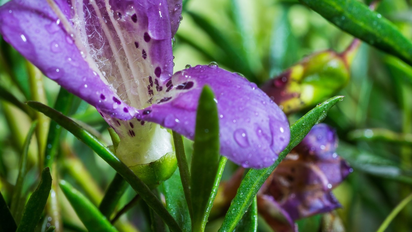 Обои цветы, макро, капли, лепестки, ирисы, крупным планом, flowers, macro, drops, petals, irises, closeup разрешение 3000x2000 Загрузить