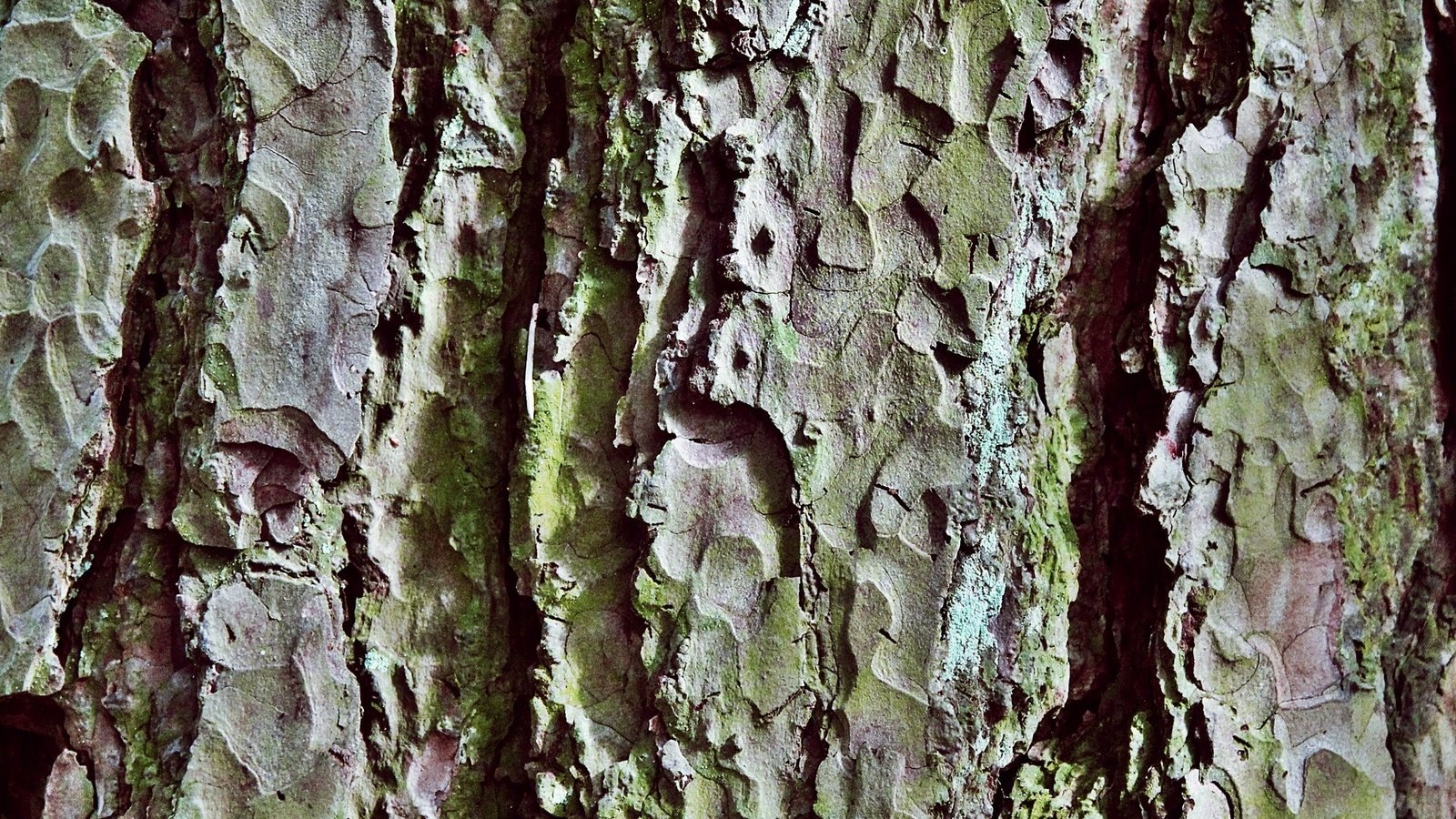 Обои природа, дерево, текстура, узор, ствол, крупный план, кора, бревно, nature, tree, texture, pattern, trunk, close-up, bark, log разрешение 2000x1500 Загрузить