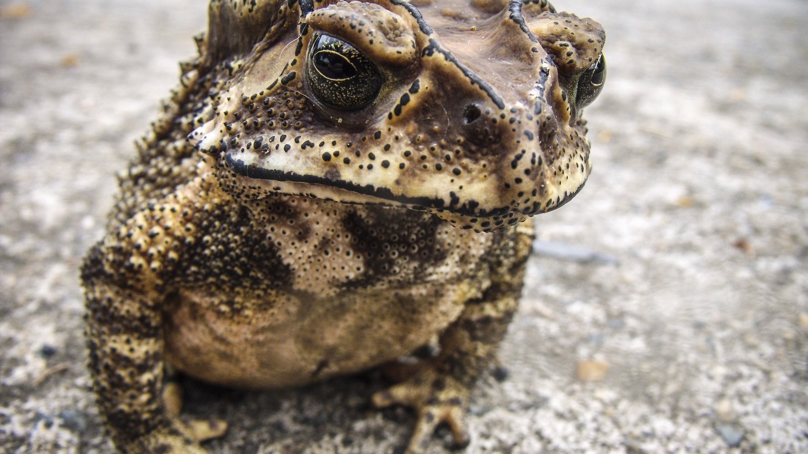 Обои фон, лягушка, жаба, амфибия, земноводные, background, frog, toad, amphibian, amphibians разрешение 3559x2605 Загрузить