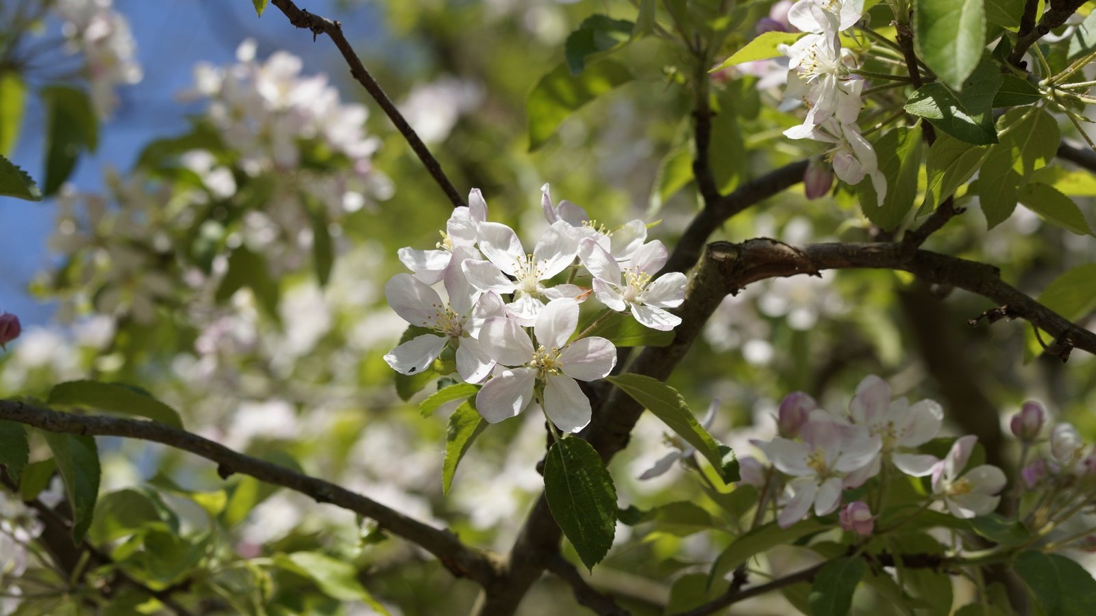 Обои цветы, природа, дерево, цветение, листья, весна, яблоня, flowers, nature, tree, flowering, leaves, spring, apple разрешение 5456x3632 Загрузить