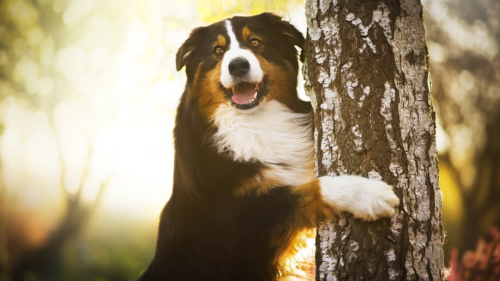 Обои дерево, лапы, собака, береза, бернский зенненхунд, chilli, tree, paws, dog, birch, bernese mountain dog разрешение 2048x1346 Загрузить