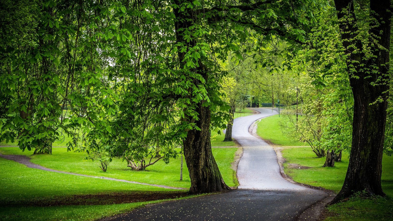 Обои дорога, деревья, зелень, парк, каштаны, road, trees, greens, park, chestnuts разрешение 2048x1365 Загрузить