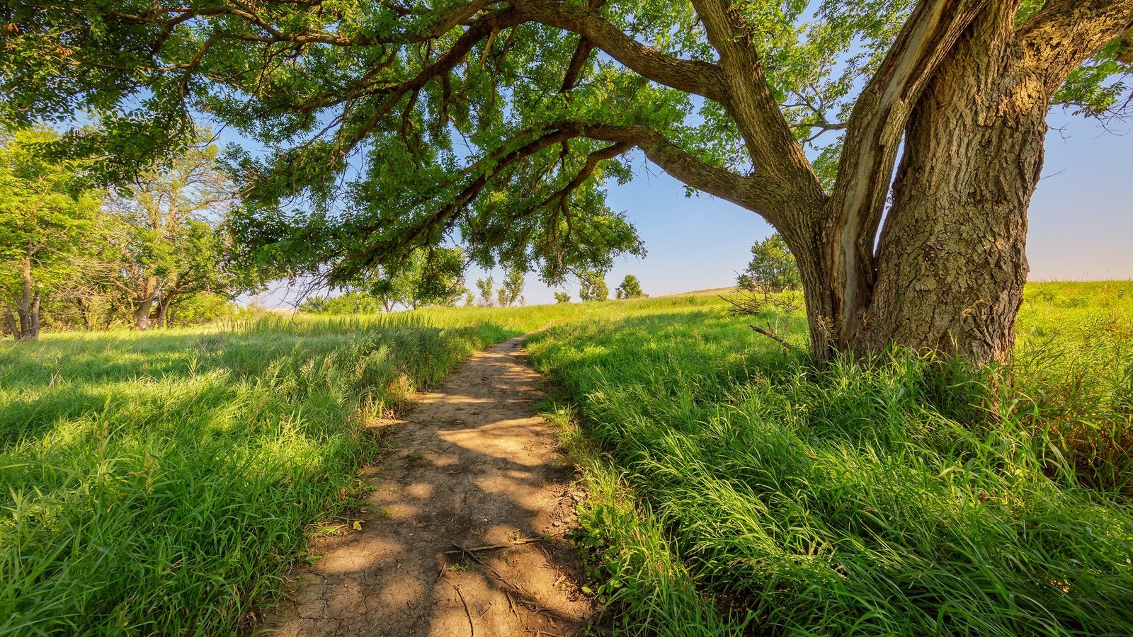 Обои дорога, трава, дерево, лето, тропинка, road, grass, tree, summer, path разрешение 2048x1365 Загрузить