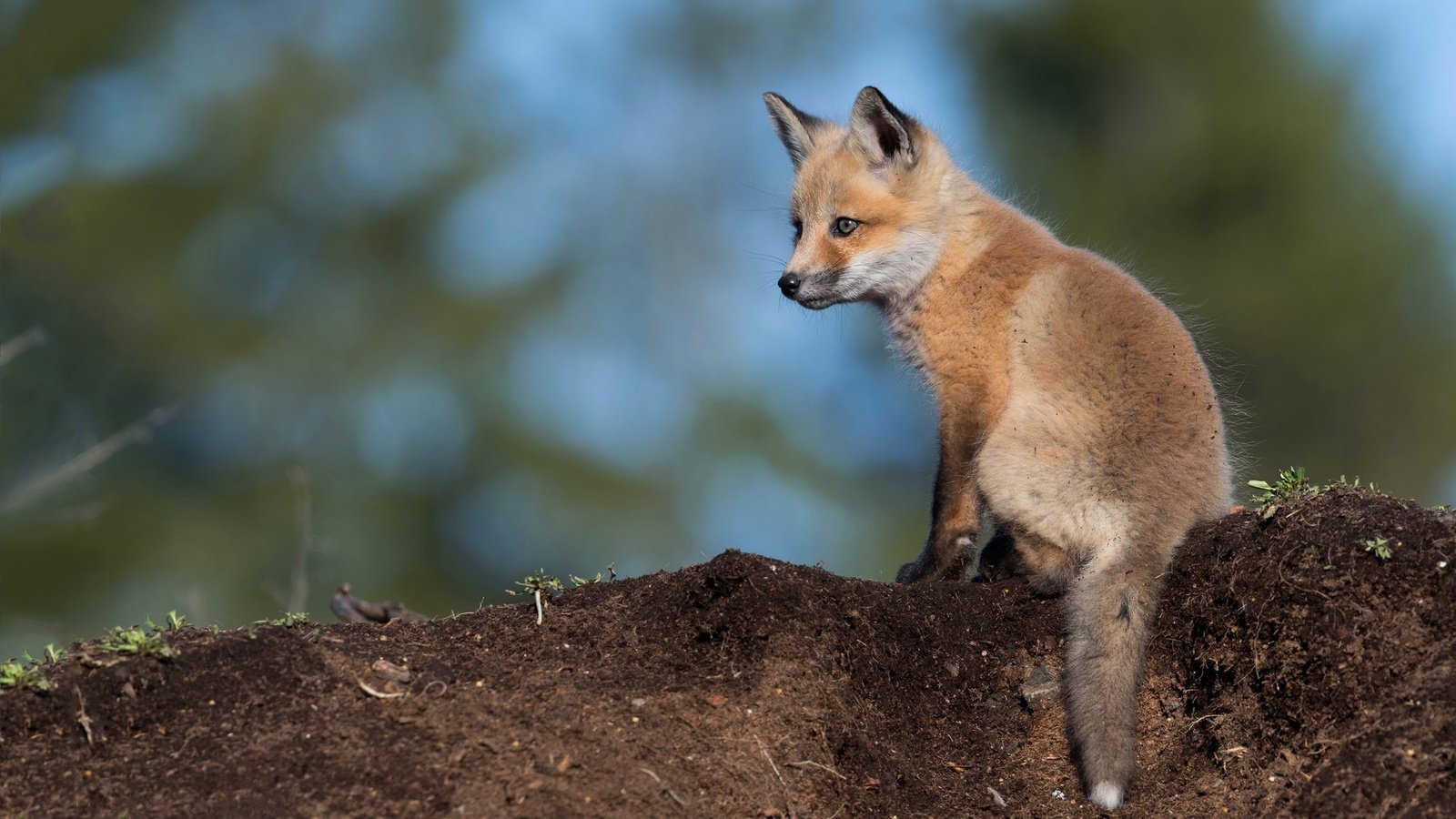 Обои фон, взгляд, лиса, сидит, лисица, детеныш, лисенок, background, look, fox, sitting, cub разрешение 2048x1152 Загрузить