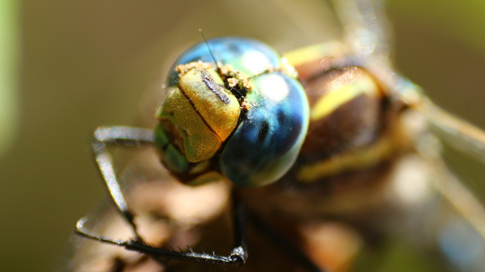 Обои глаза, макро, стрекоза, eyes, macro, dragonfly разрешение 1920x1280 Загрузить