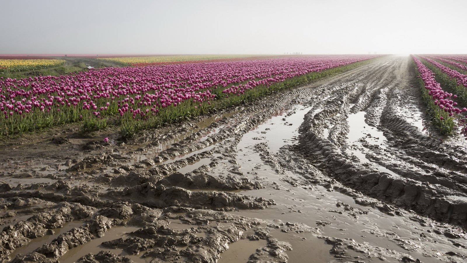 Обои цветы, грязь, поле, тюльпаны, плантация, flowers, dirt, field, tulips, plantation разрешение 2048x1105 Загрузить