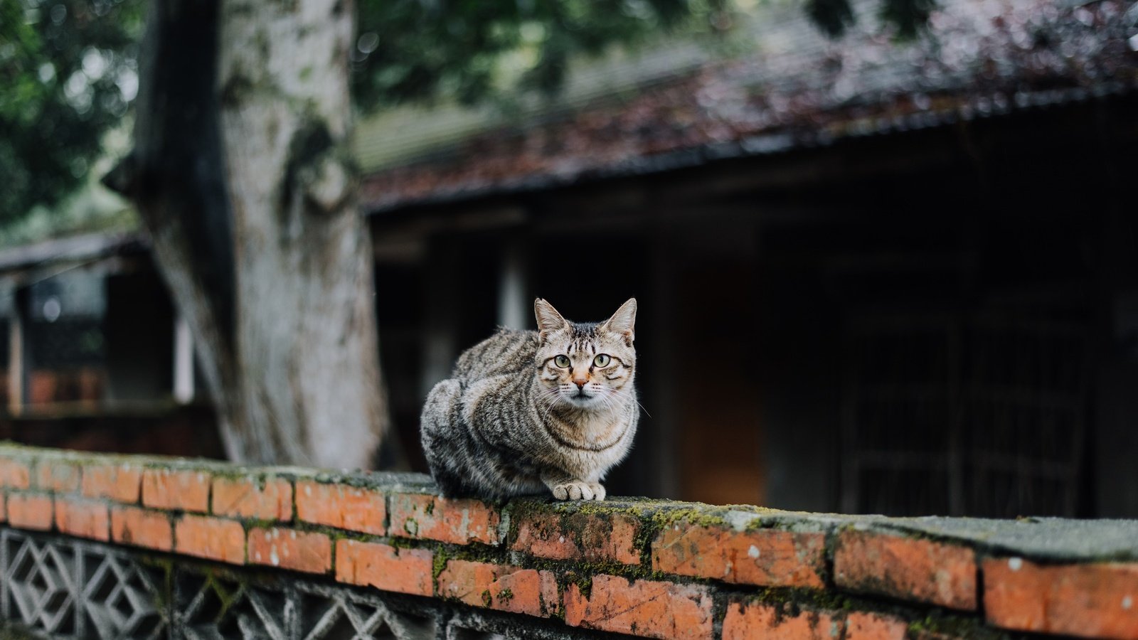 Обои кот, мордочка, усы, кошка, взгляд, cat, muzzle, mustache, look разрешение 2048x1367 Загрузить