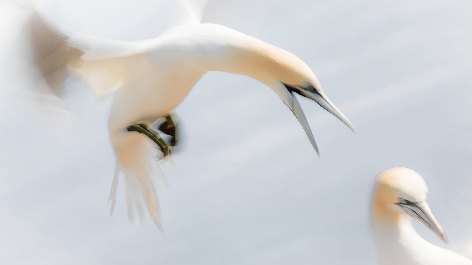 Обои крылья, птицы, птица, клюв, олуша, северная олуша, wings, birds, bird, beak, gannet, the northern gannet разрешение 2048x1302 Загрузить