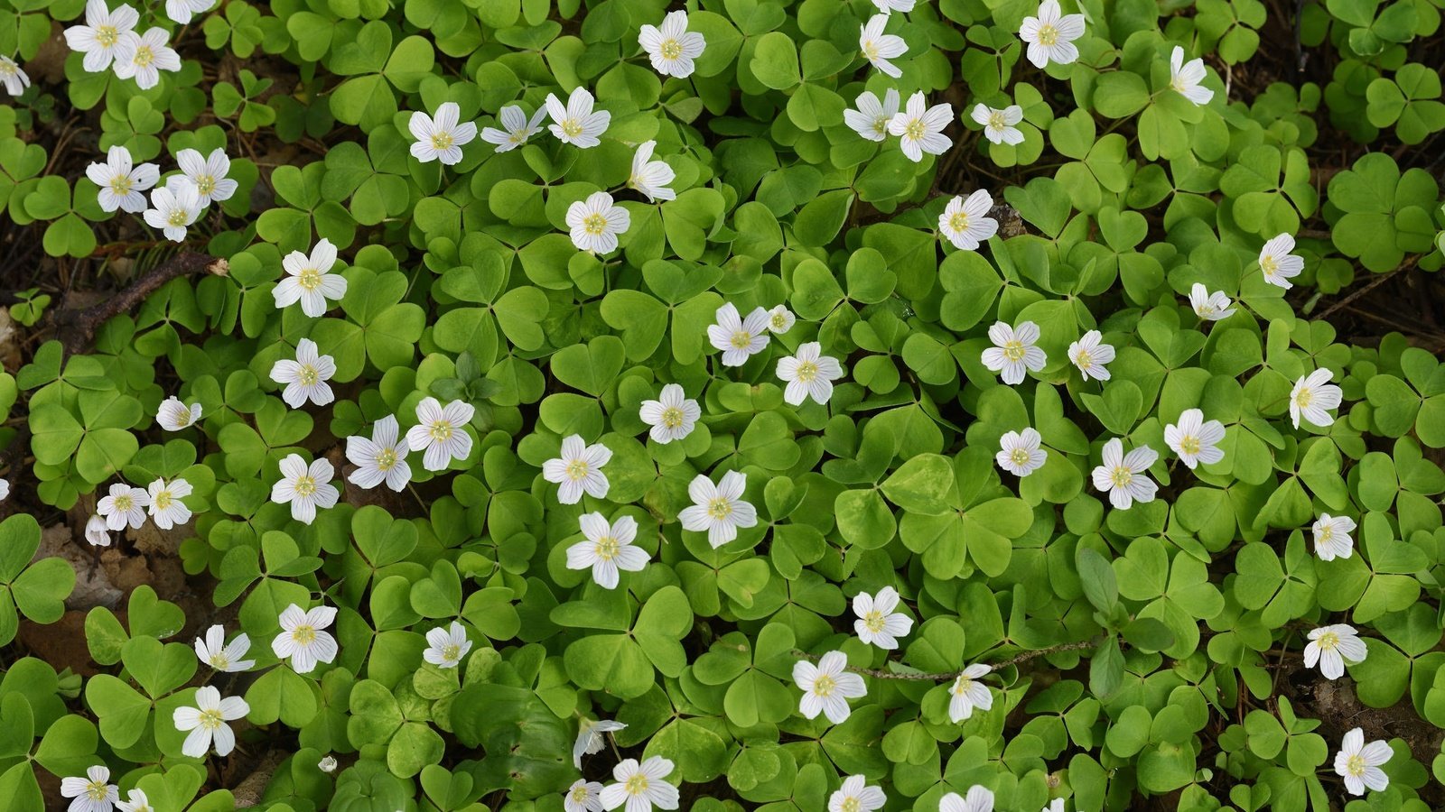 Обои листья, ковер, цветки, кислица, заячья капуста, leaves, carpet, flowers, oxalis, hare cabbage разрешение 2048x1276 Загрузить