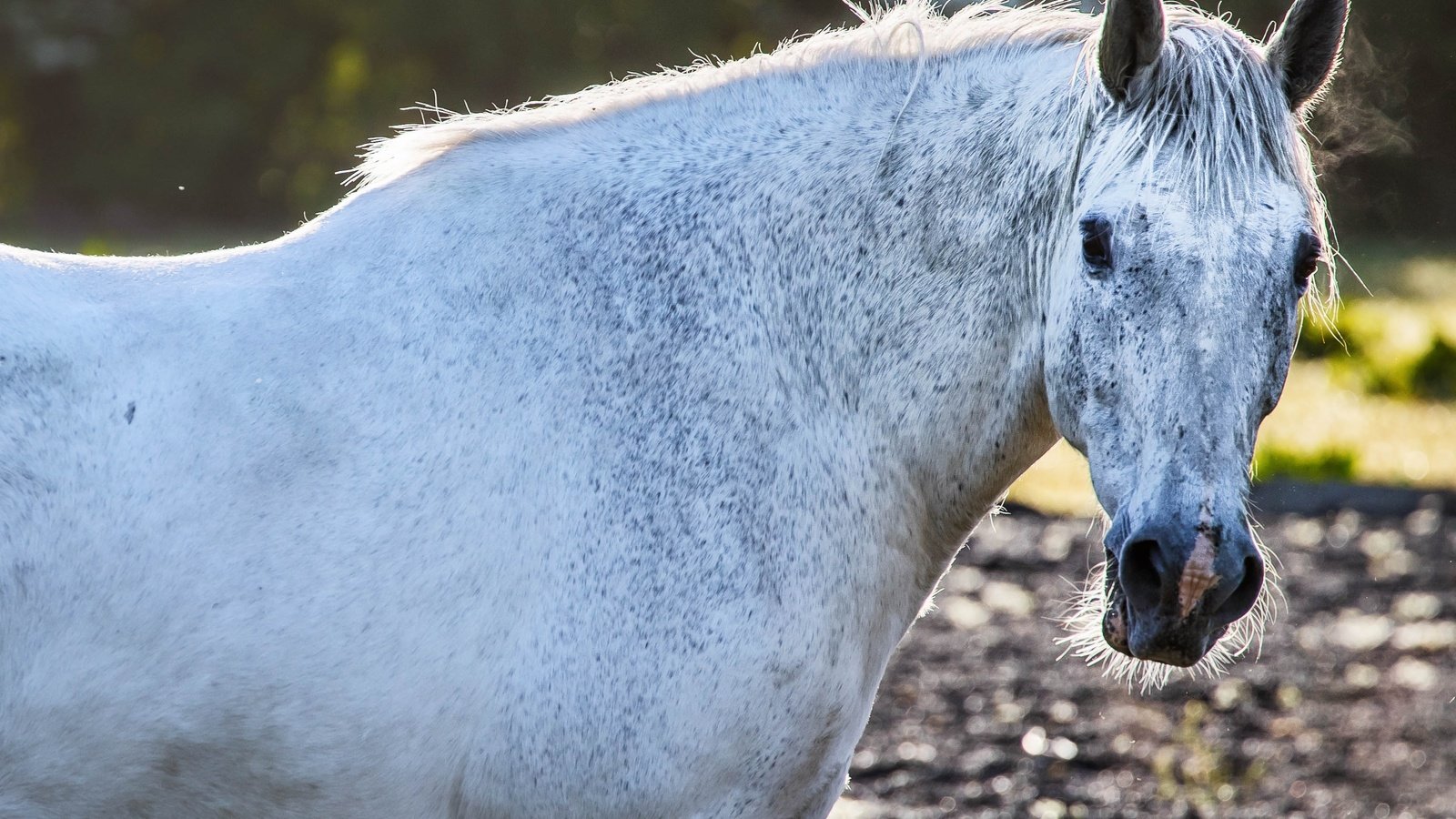 Обои лошадь, взгляд, конь, грива, horse, look, mane разрешение 3098x2065 Загрузить