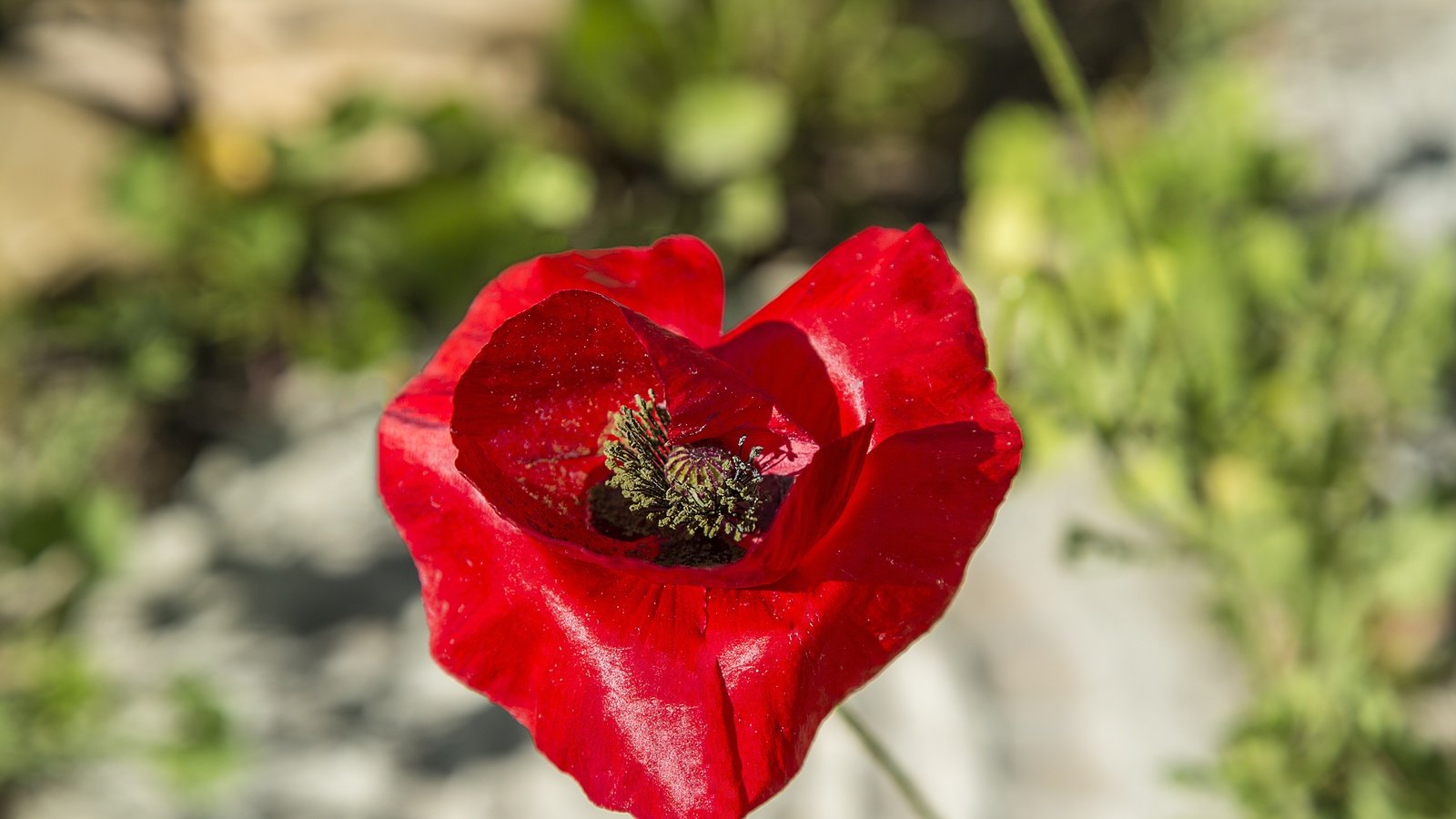 Обои макро, цветок, лепестки, красный, размытость, мак, macro, flower, petals, red, blur, mac разрешение 5760x3526 Загрузить