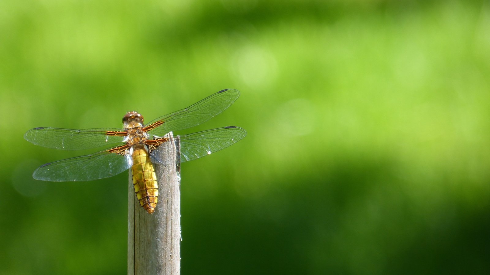 Обои природа, насекомое, крылья, стрекоза, стебель, боке, крупным планом, nature, insect, wings, dragonfly, stem, bokeh, closeup разрешение 4608x3072 Загрузить