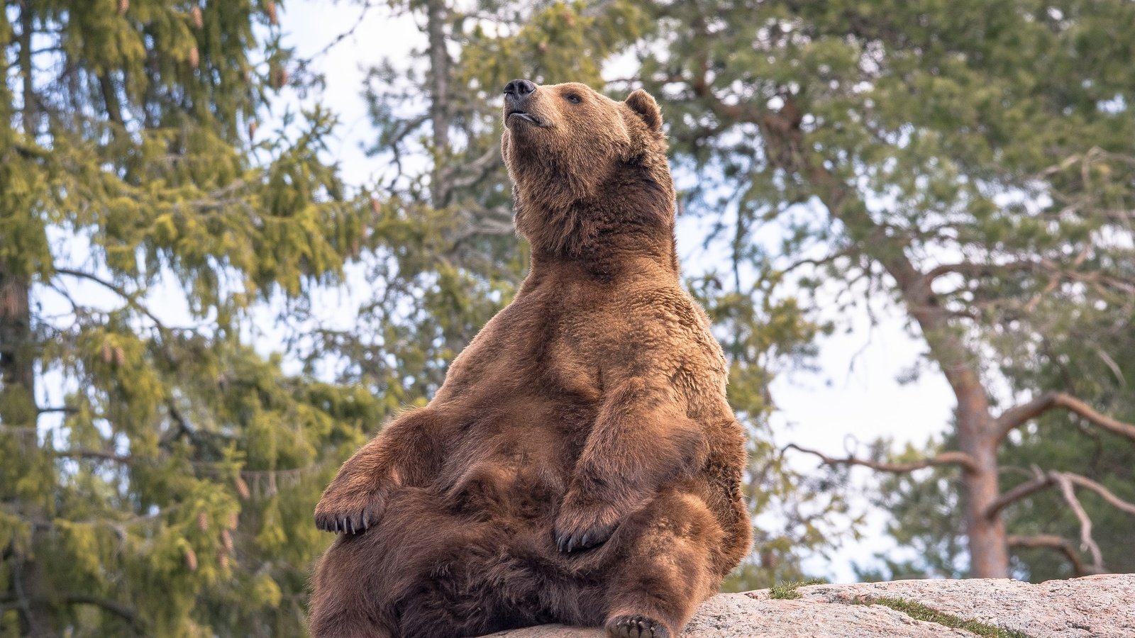 Обои деревья, природа, поза, медведь, камень, бурый медведь, trees, nature, pose, bear, stone, brown bear разрешение 2048x1365 Загрузить