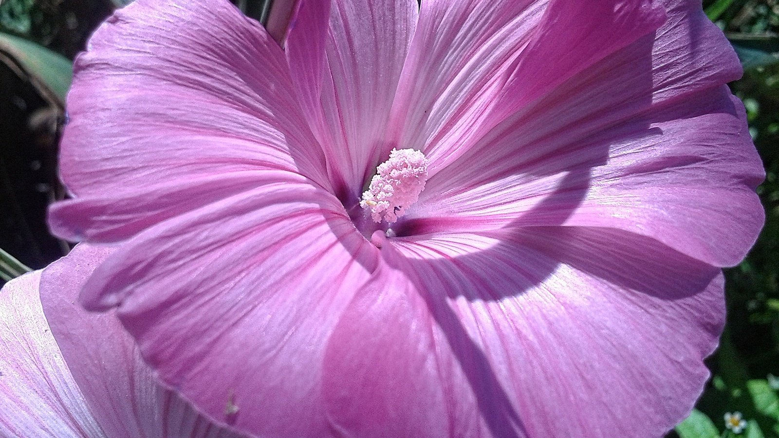 Обои природа, макро, цветок, лепестки, розовый, лаватера, nature, macro, flower, petals, pink, lavatera разрешение 2560x1920 Загрузить