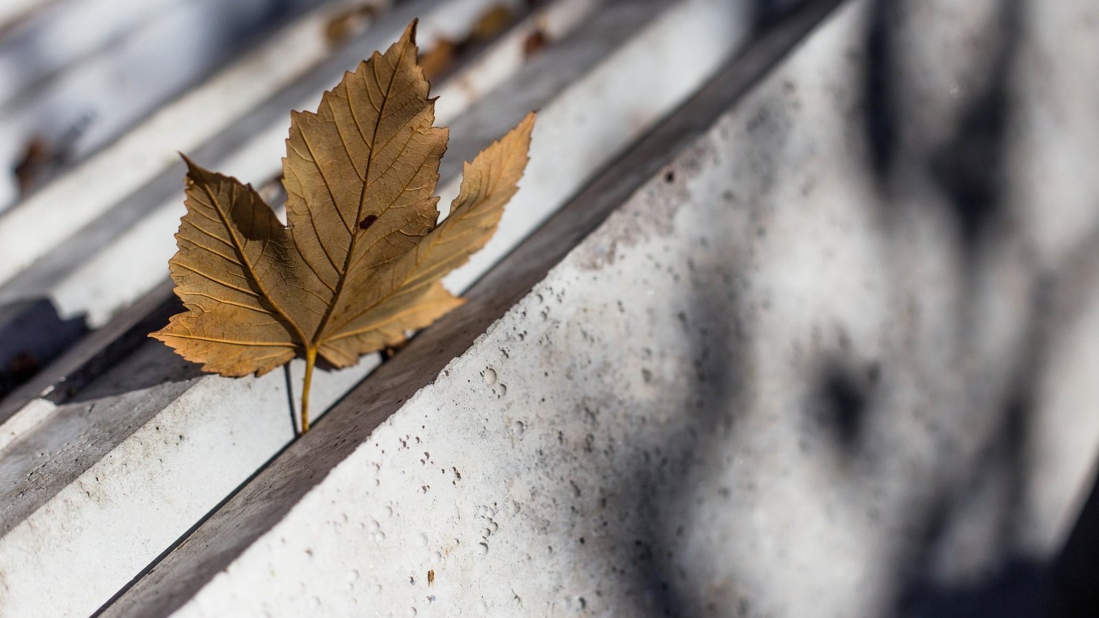 Обои природа, фон, осень, лист, кленовый лист, nature, background, autumn, sheet, maple leaf разрешение 2048x1182 Загрузить