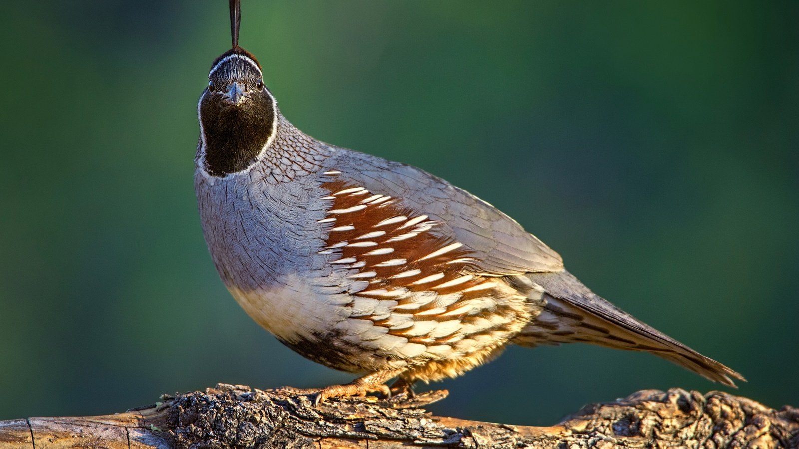 Обои природа, птица, клюв, перья, перепел, шлемоносный хохлатый перепел, nature, bird, beak, feathers, quail, common quail crested разрешение 2048x1407 Загрузить