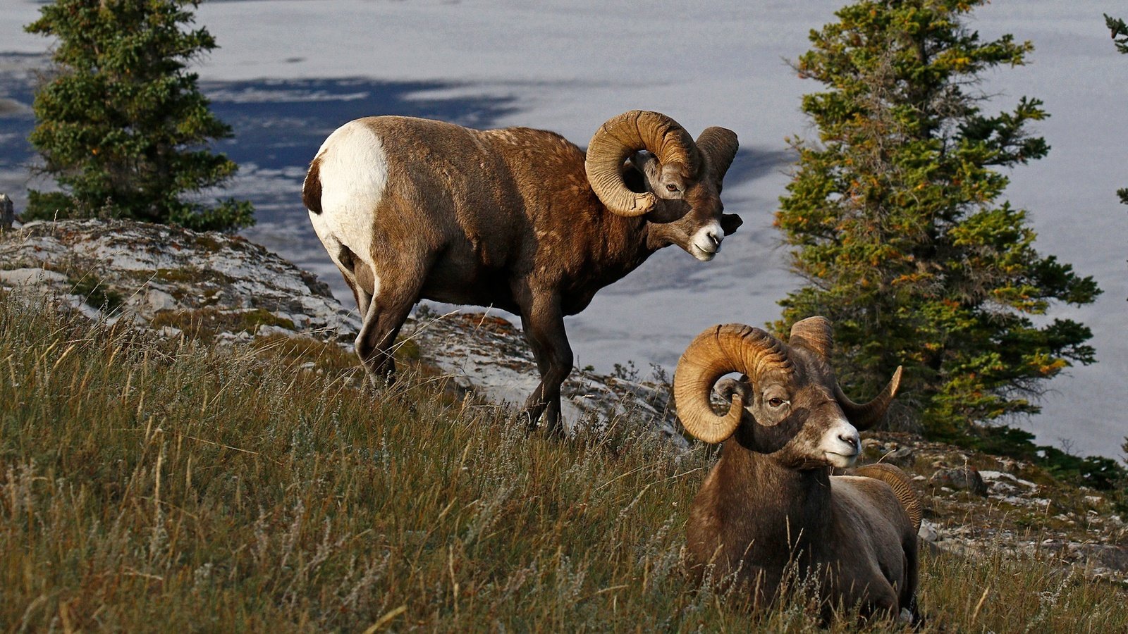 Обои природа, рога, канада, бараны, толсторог, nature, horns, canada, sheep, bighorn sheep разрешение 1920x1280 Загрузить
