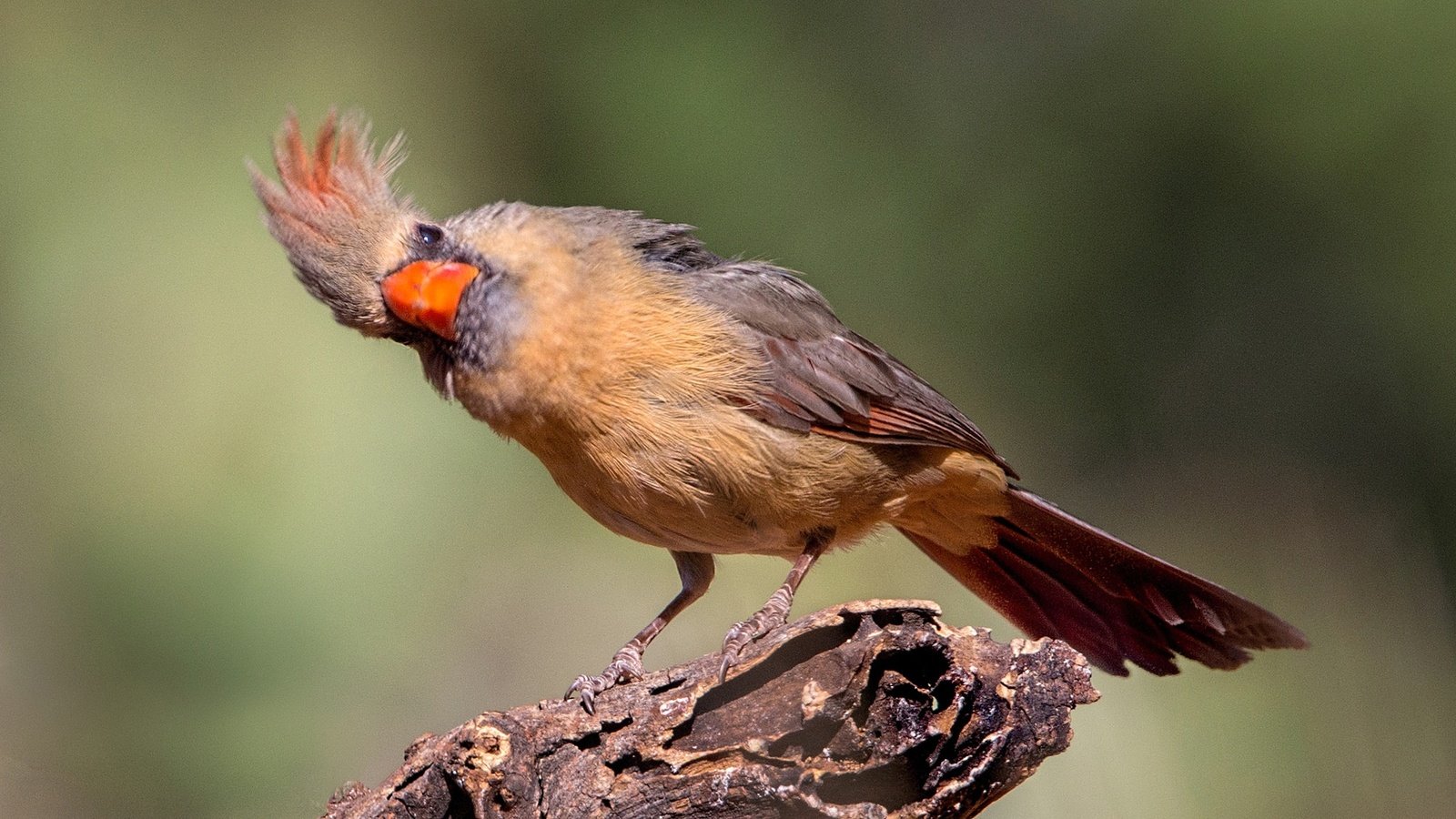 Обои птица, клюв, хвост, кардинал, красный кардинал, bird, beak, tail, cardinal, red cardinal разрешение 2048x1152 Загрузить