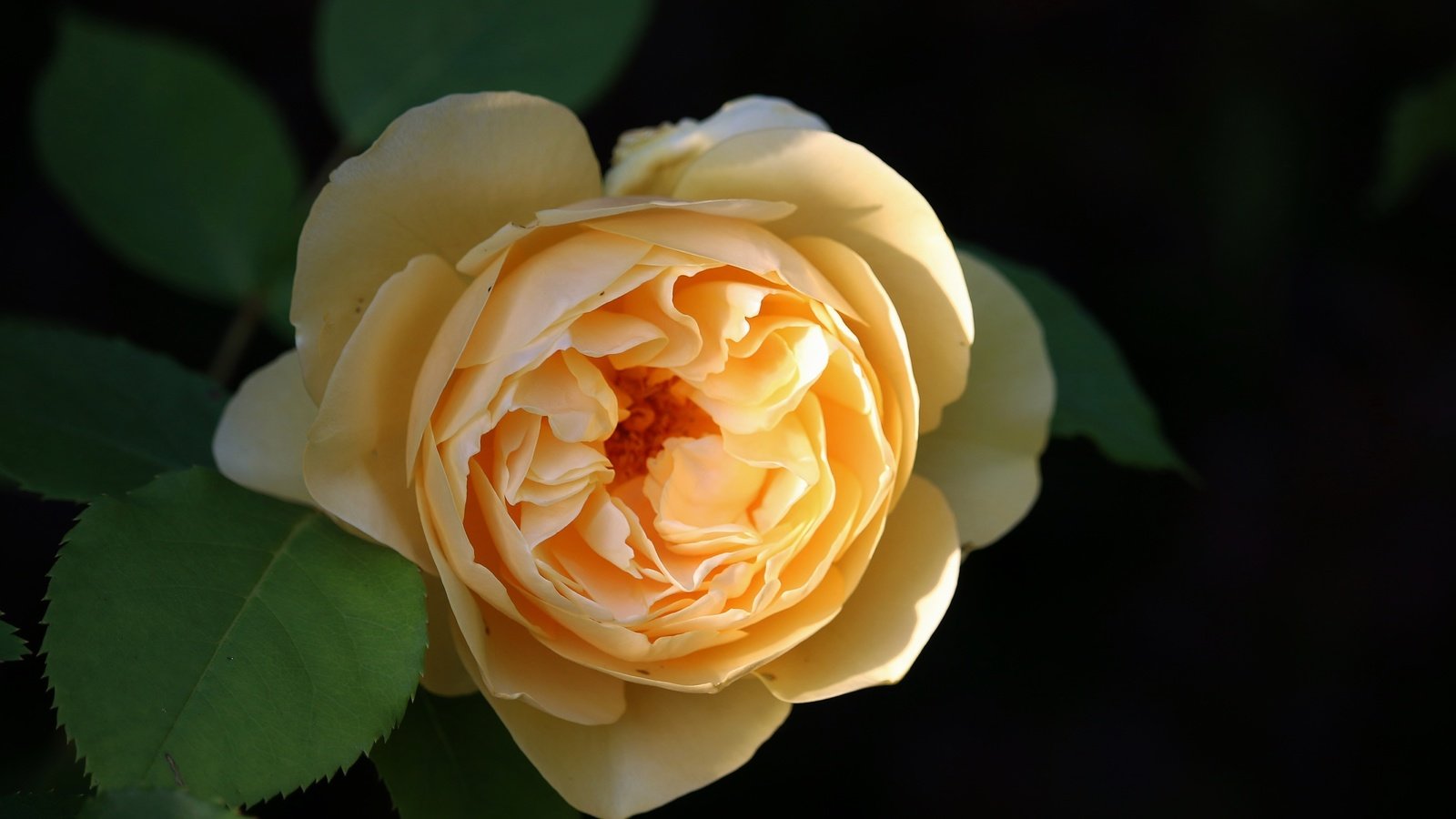 Обои роза, желтая роза, rose, yellow rose разрешение 5155x3437 Загрузить