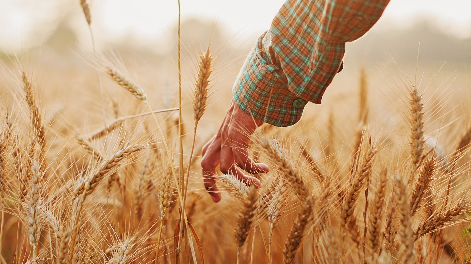 Обои рука, настроение, лето, колосья, пшеница, hand, mood, summer, ears, wheat разрешение 2048x1360 Загрузить