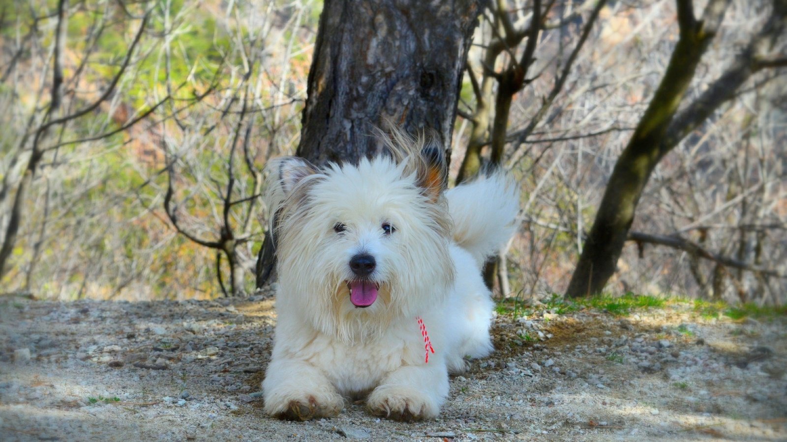 Обои собачка, вест-хайленд-уайт-терьер, dog, the west highland white terrier разрешение 3000x1841 Загрузить