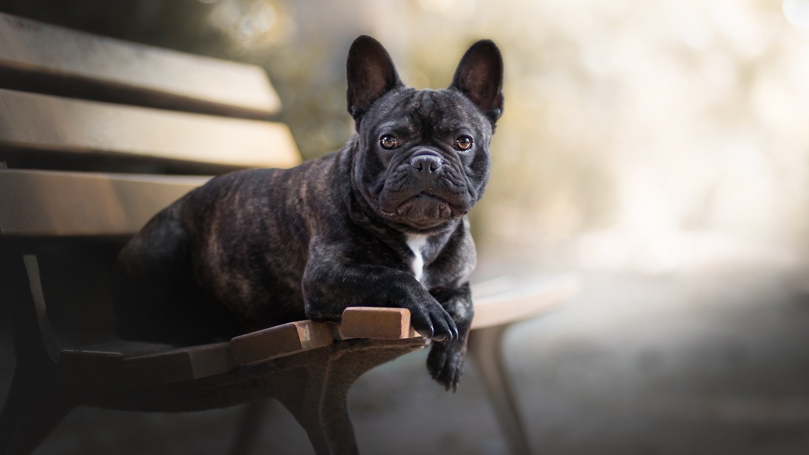 Обои собака, друг, скамья, французский бульдог, dog, each, bench, french bulldog разрешение 2560x1493 Загрузить