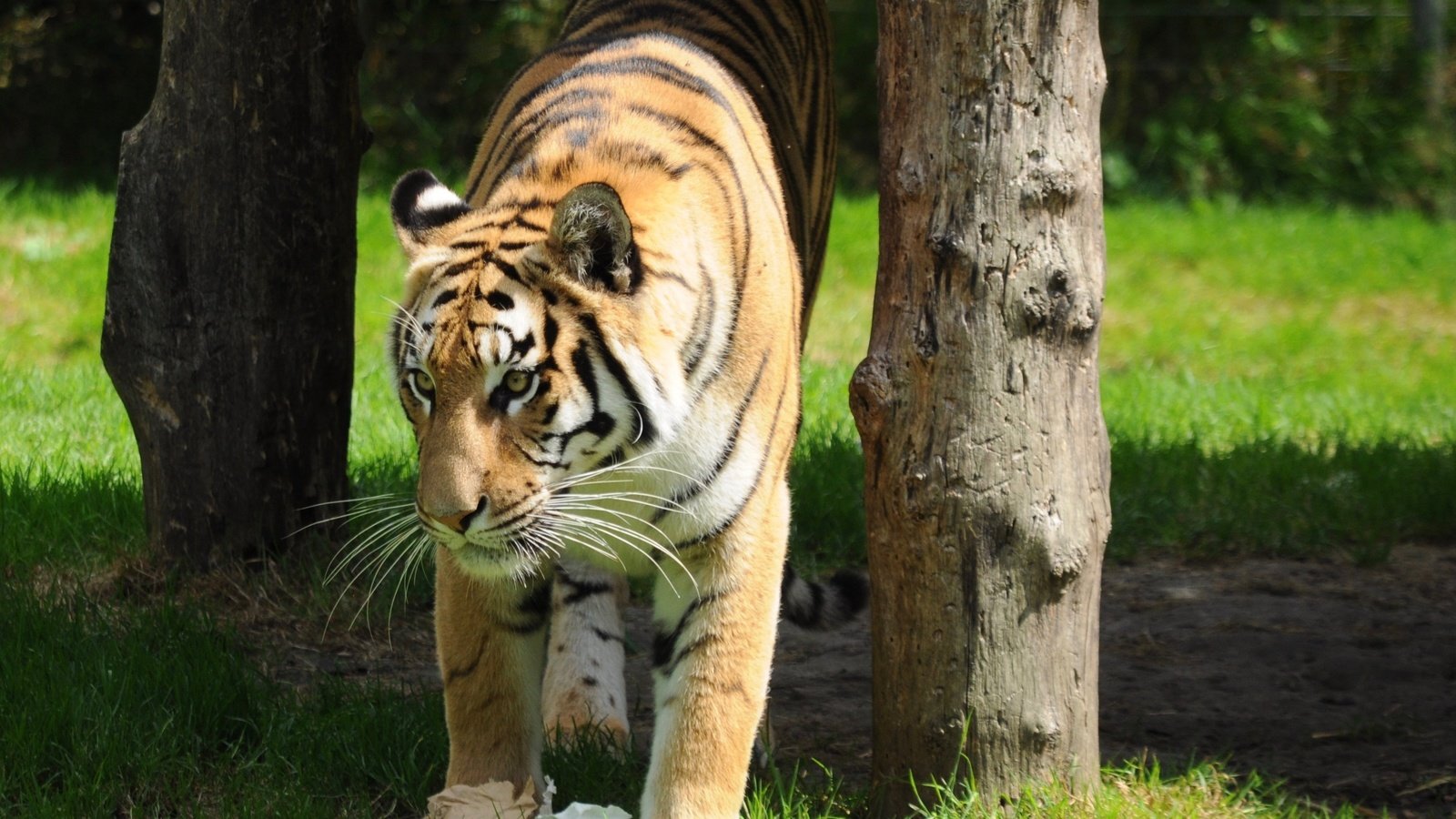 Обои тигр, трава, деревья, хищник, дикая кошка, tiger, grass, trees, predator, wild cat разрешение 3197x2488 Загрузить