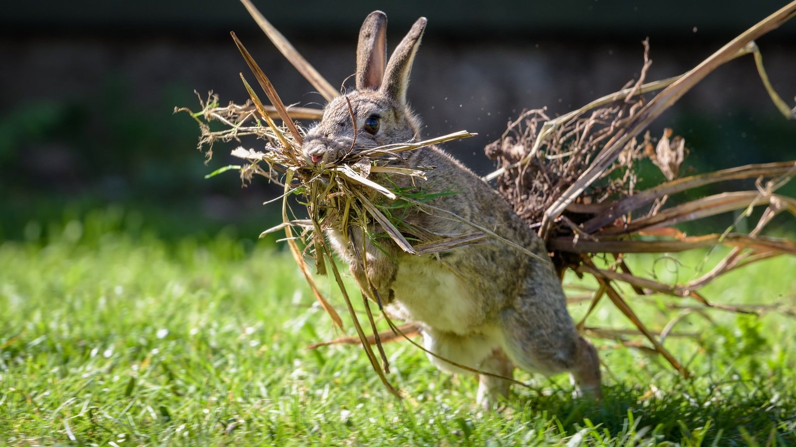 Обои трава, ситуация, кролик, заяц, сухая трава, grass, the situation, rabbit, hare, dry grass разрешение 2048x1367 Загрузить