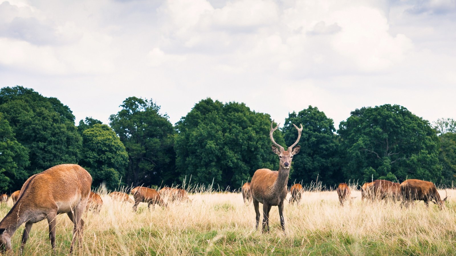 Обои трава, животные, рога, олени, стадо, grass, animals, horns, deer, the herd разрешение 6000x4000 Загрузить