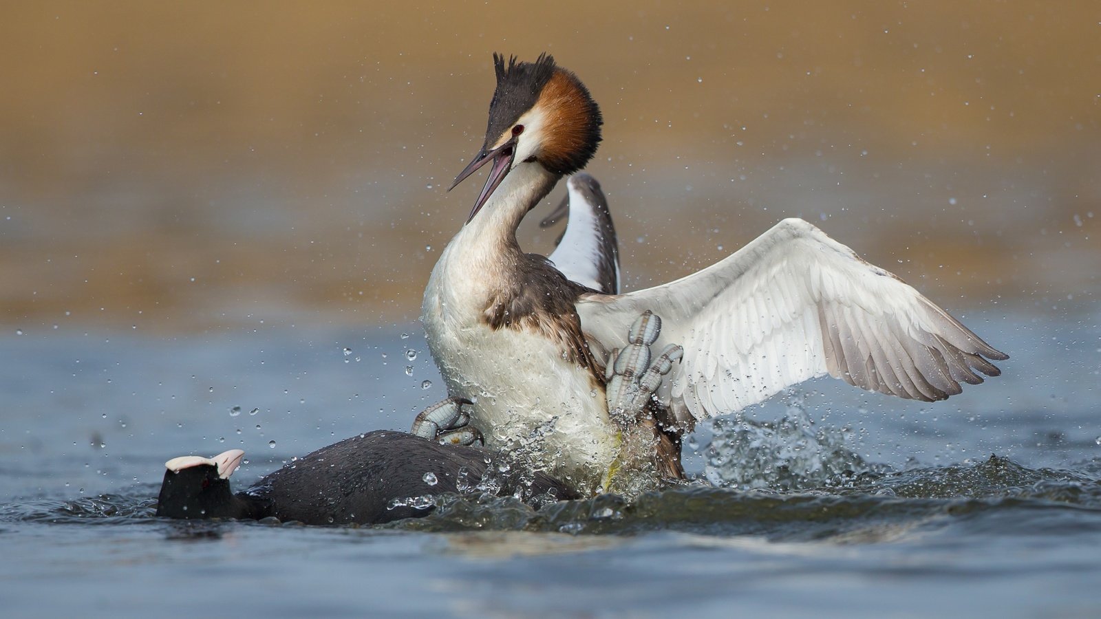 Обои вода, птицы, утки, драка, большая поганка, чомга, water, birds, duck, fight, great crested grebe, the great crested grebe разрешение 3324x2351 Загрузить