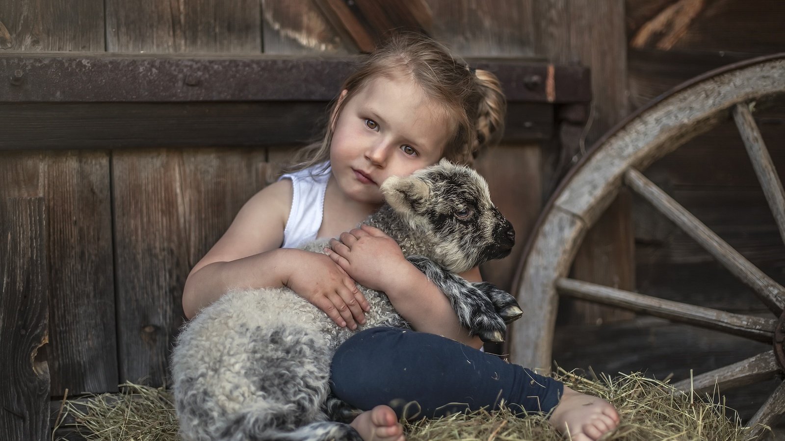 Обои сено, взгляд, дети, девочка, нежность, овечка, овца, hay, look, children, girl, tenderness, sheep разрешение 2560x1707 Загрузить