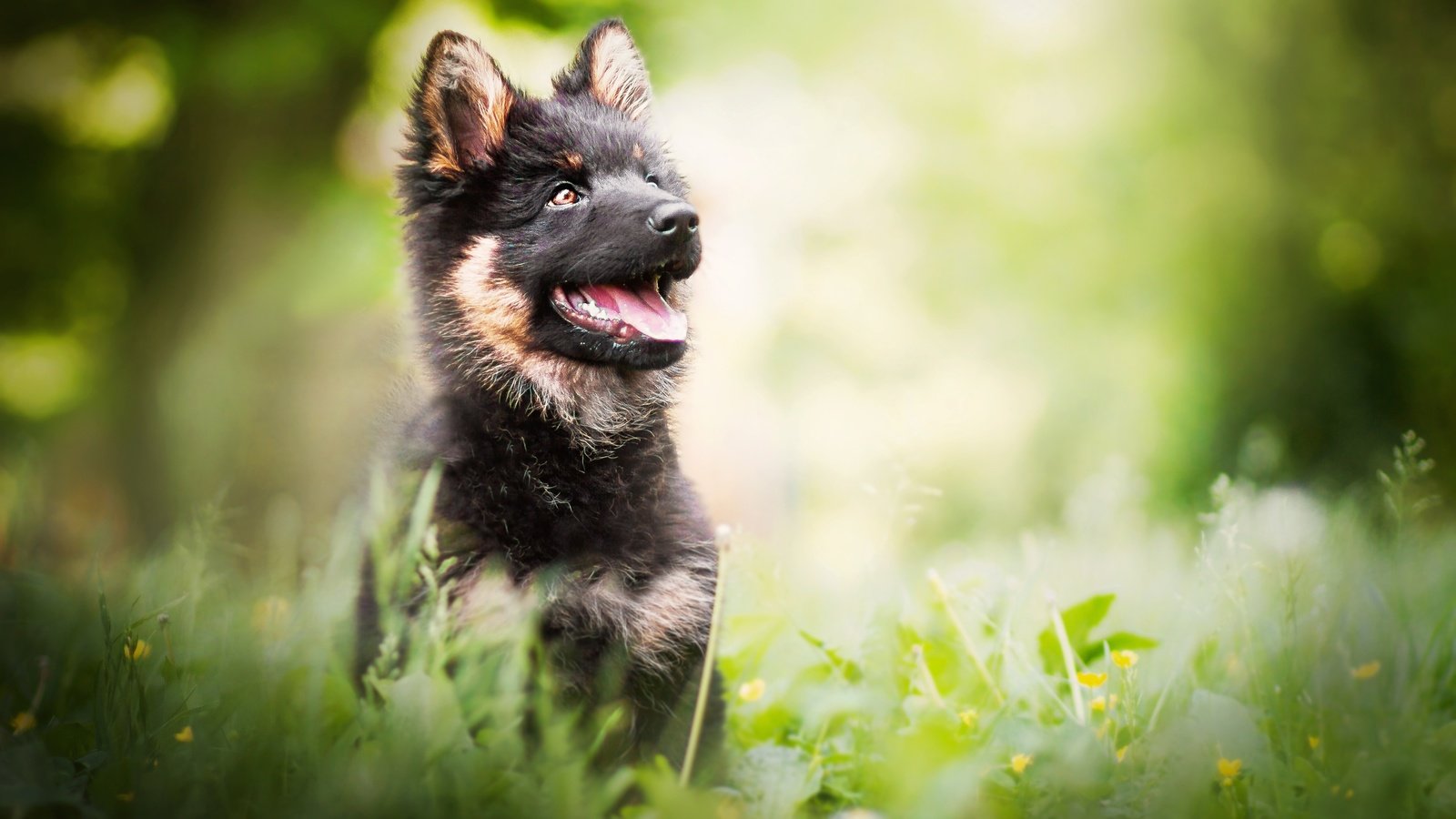 Обои цветы, зелень, взгляд, собака, щенок, немецкая овчарка, flowers, greens, look, dog, puppy, german shepherd разрешение 2924x1949 Загрузить