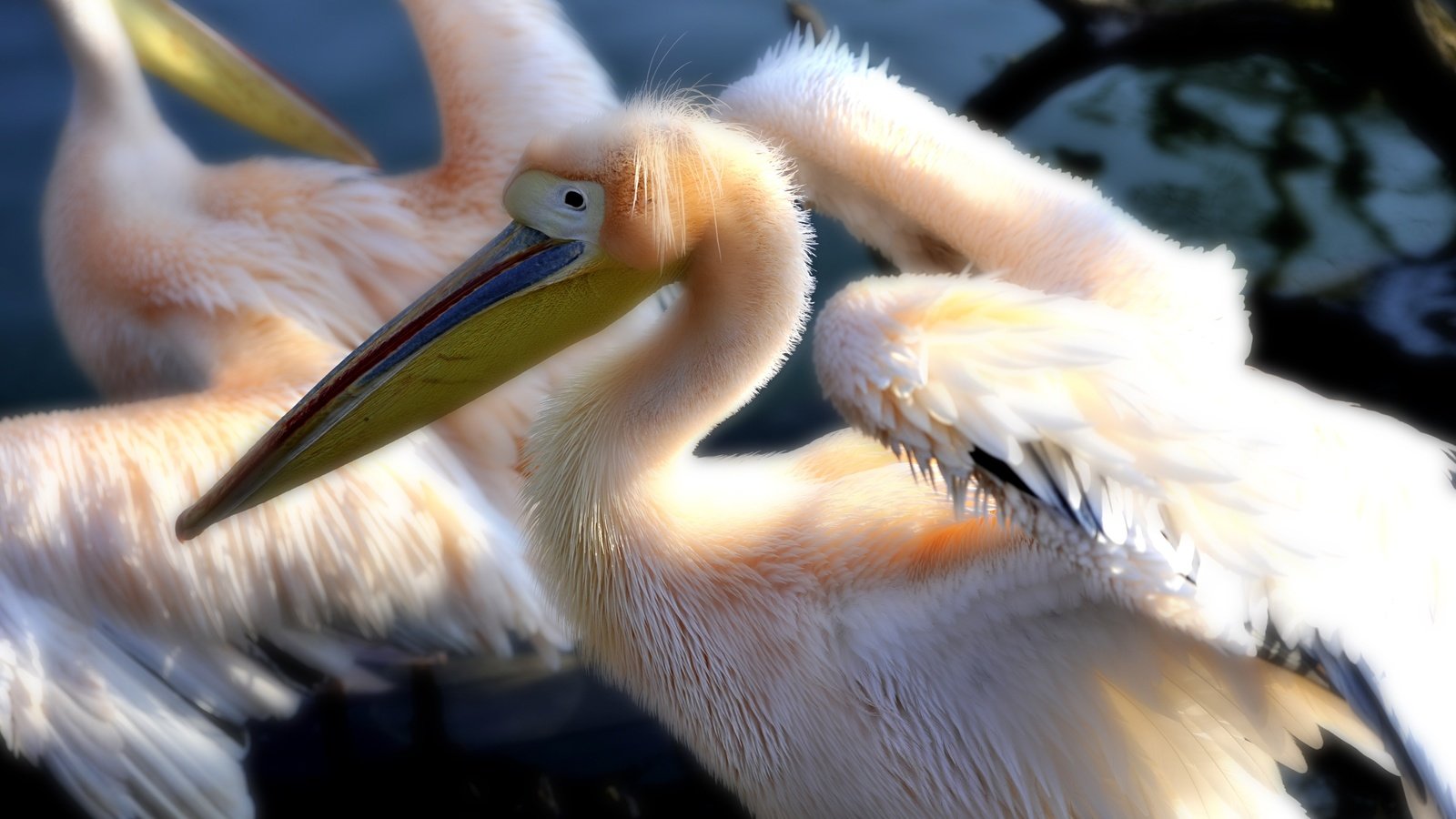 Обои вода, птицы, зоопарк, пеликан, water, birds, zoo, pelican разрешение 4256x2832 Загрузить