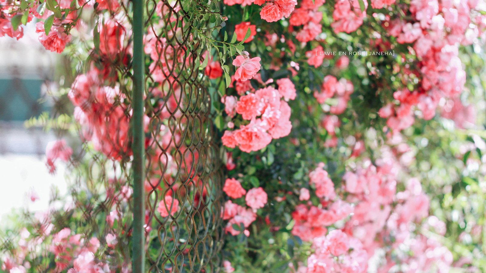 Обои цветы, розы, забор, сад, сетка, куст, jane ha, flowers, roses, the fence, garden, mesh, bush разрешение 2560x1600 Загрузить