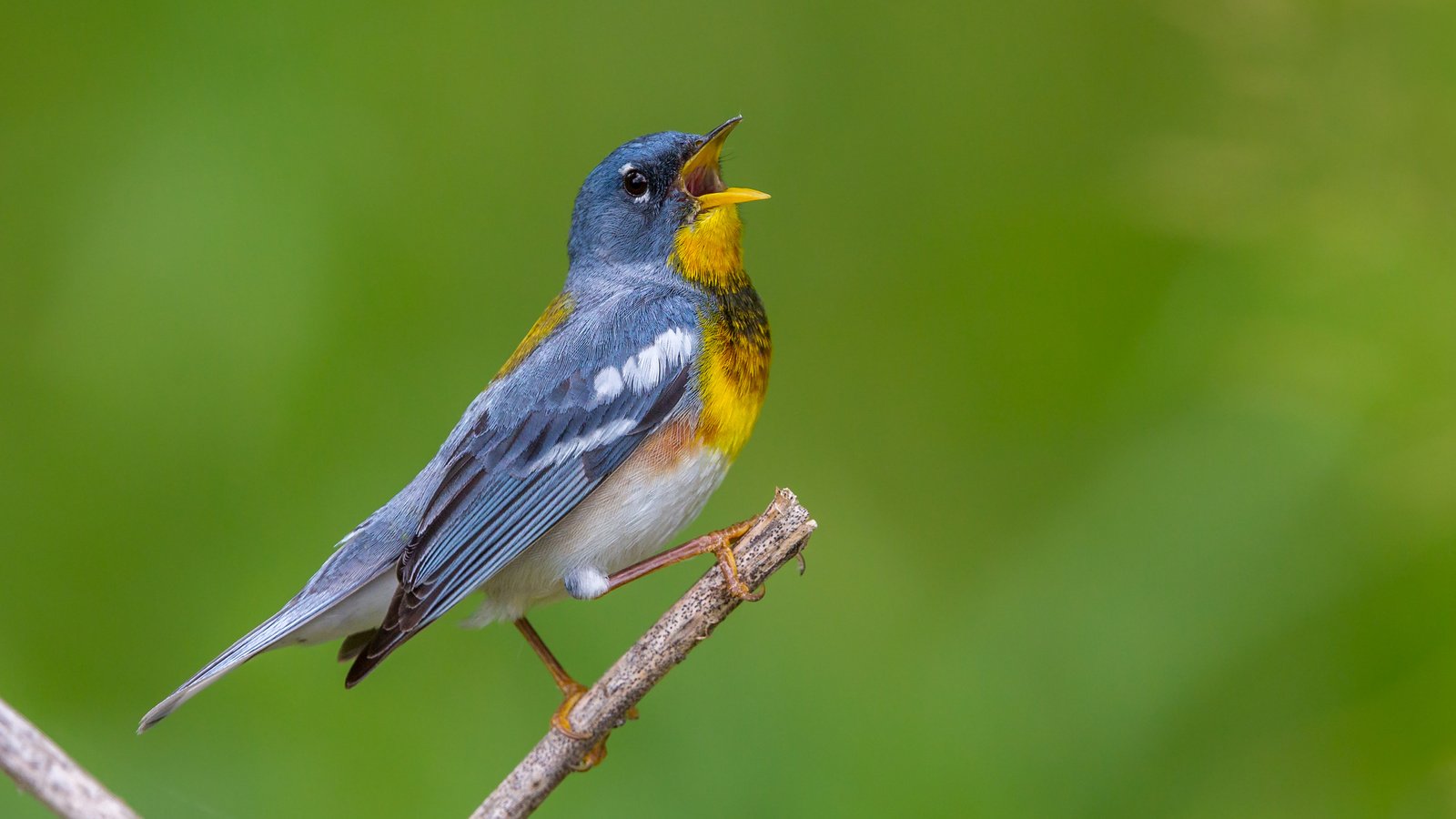 Обои птица, клюв, перья, белоглазая парула, славка, bird, beak, feathers, ferruginous of parul, warbler разрешение 2880x1800 Загрузить