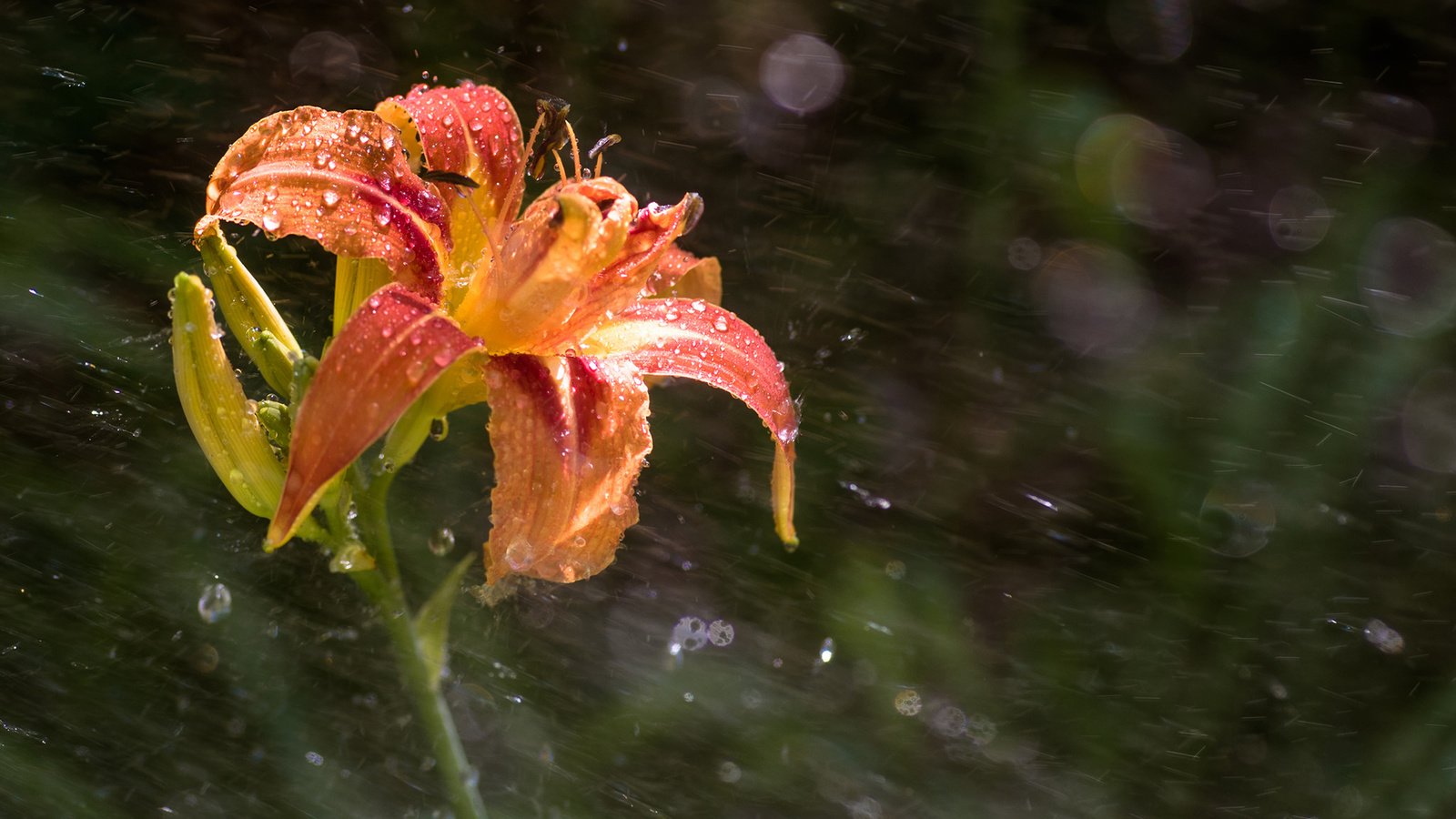 Обои цветок, капли, лепестки, лилия, дождь, боке, flower, drops, petals, lily, rain, bokeh разрешение 1920x1200 Загрузить