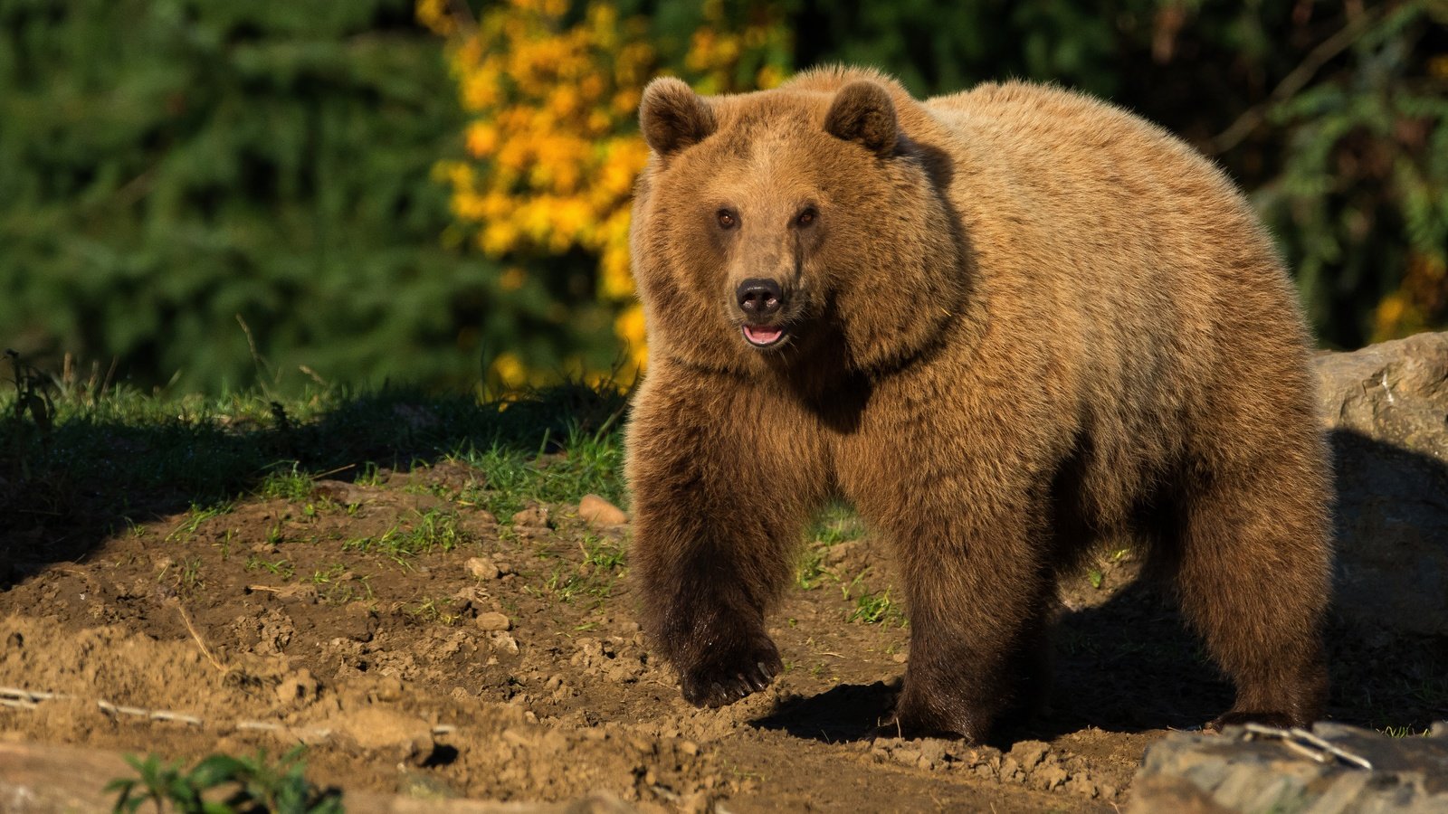 Обои природа, животные, медведь, солнечно, бурый медведь, nature, animals, bear, sunny, brown bear разрешение 5223x2938 Загрузить