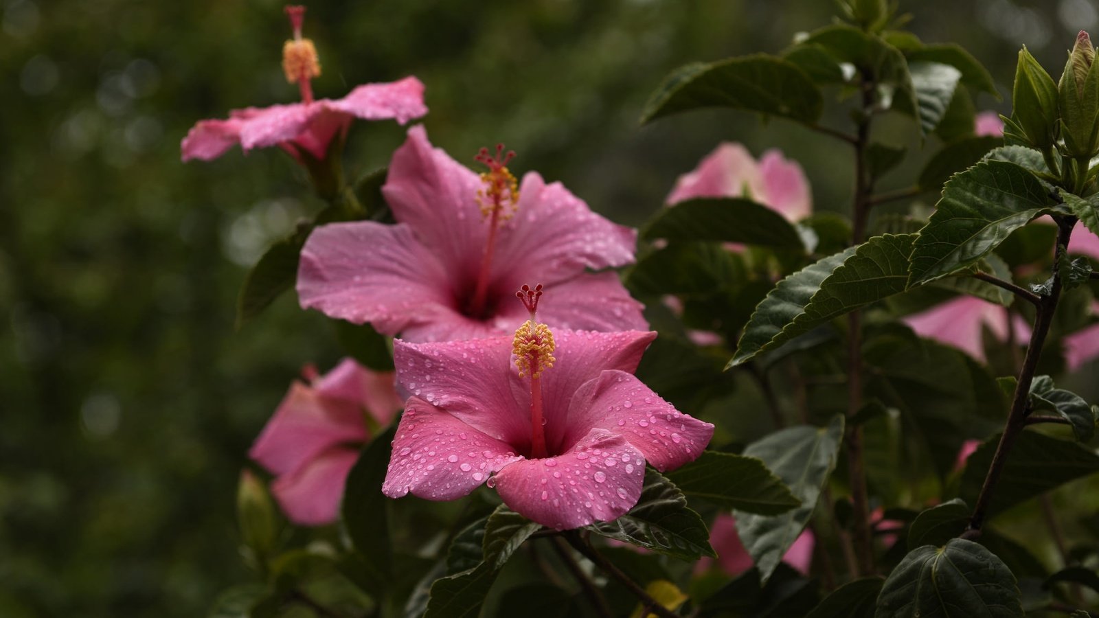 Обои цветы, капли, лепестки, тычинки, листики, гибискус, flowers, drops, petals, stamens, leaves, hibiscus разрешение 2048x1300 Загрузить