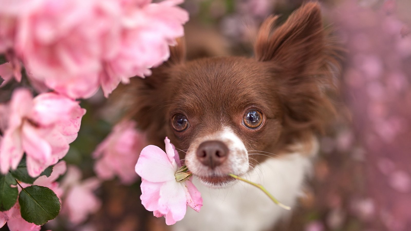 Обои цветы, взгляд, собака, животное, пес, чихуахуа, flowers, look, dog, animal, chihuahua разрешение 1920x1200 Загрузить